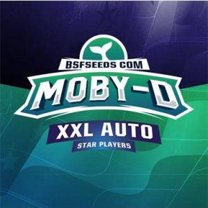 Semillas Moby-D XXL x12 auto - bsf seeds