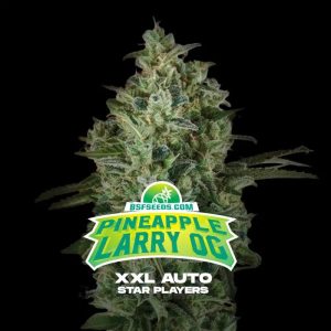 Pineapple Larry og XXL x12 auto - bsf