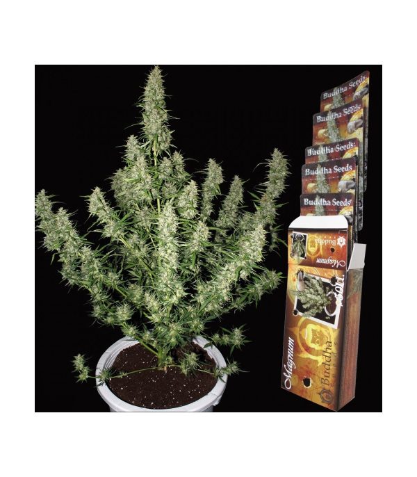 semilla Magnum x3 auto - Buddha seeds