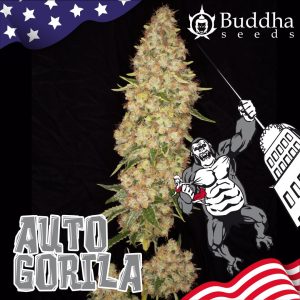 semillas Auto gorilla x3 buddha seeds
