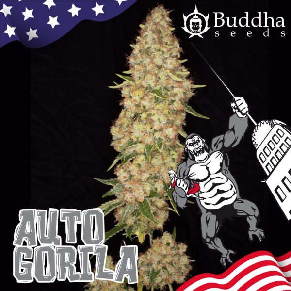 semillas Auto gorilla x3 buddha seeds