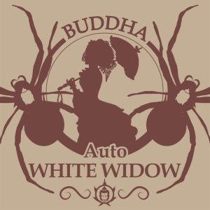 semillas white widow auto classic x3 buddha seeds
