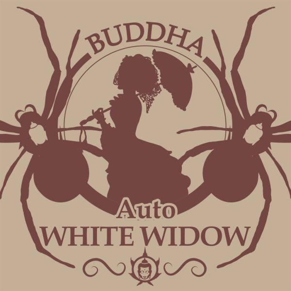semillas white widow auto classic x3 buddha seeds