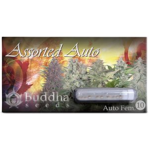 Semillas assorted auto x10 Buddha seeds