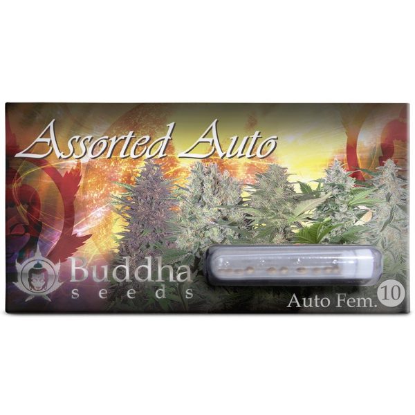 Semillas assorted auto x10 Buddha seeds