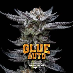 Semillas gorilla glue auto x4 - bsf