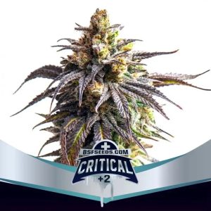 Semillas critical XXL +2 x12 auto - bsf seeds