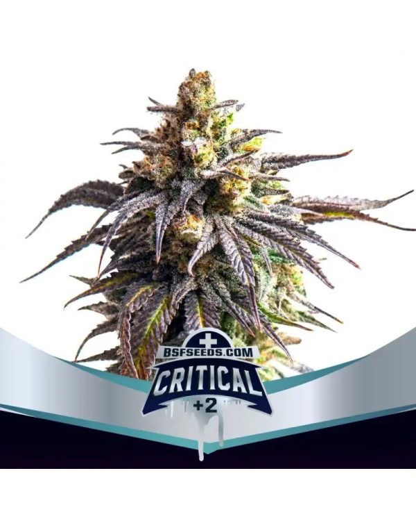 Semillas critical XXL +2 x12 auto - bsf seeds