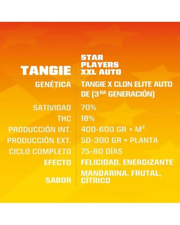 Semillas tangie auto XXL x12 - bsf - Imagen 2