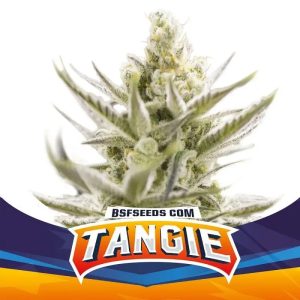 Semillas tangie auto XXL x12 - bsf