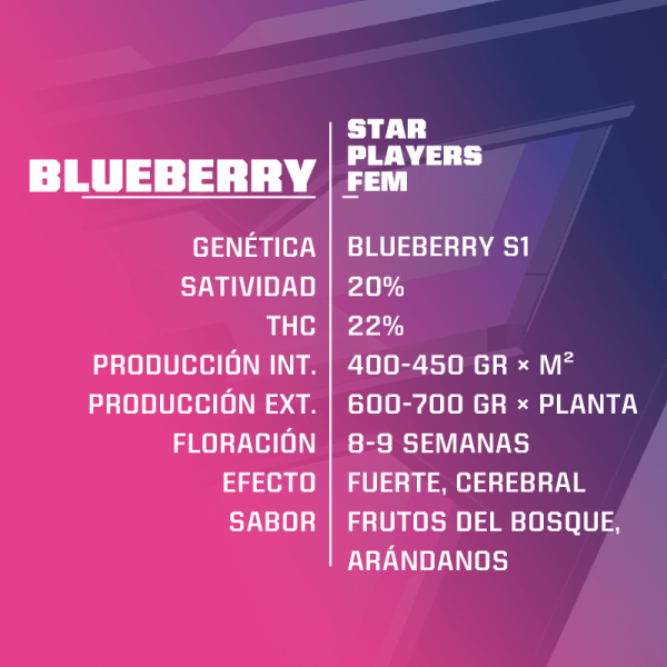 semillas blueberry fem x4 - bsf - Imagen 2