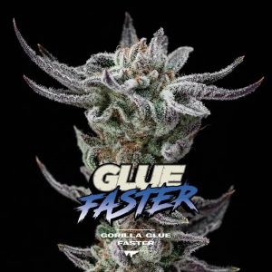 semillas gorilla glue faster x4 - bsf