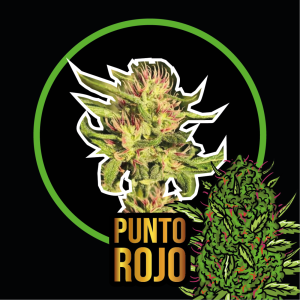 Semillas punto rojo auto x2 - delirium seeds