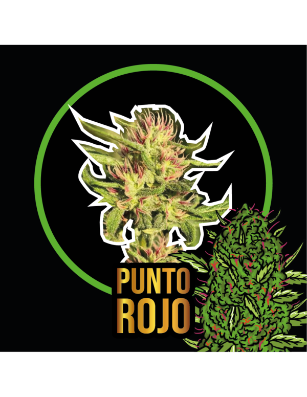 Semillas punto rojo auto x2 - delirium seeds
