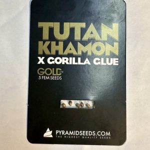 Semillas tutankhamon x gorilla glue x5 fem - pyramid seeds