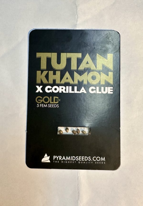 Semillas tutankhamon x gorilla glue x5 fem - pyramid seeds