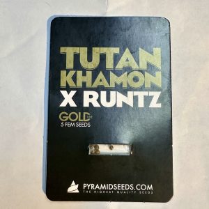 Semillas tutankhamon x runtz x5 fem - pyramid seeds