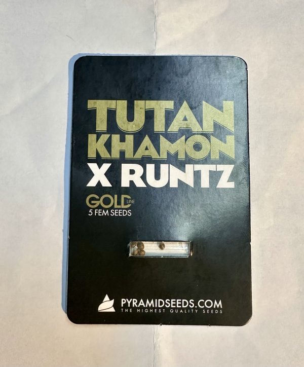 Semillas tutankhamon x runtz x5 fem - pyramid seeds