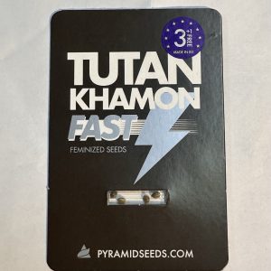 Semillas tutankhamon fast versión 3+1 - pyramid seeds