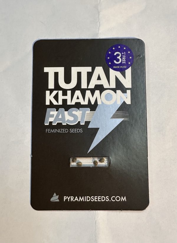 Semillas tutankhamon fast versión 3+1 - pyramid seeds