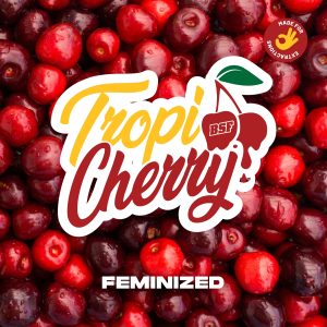 Semillas Tropi cherry x4 fem - bsf seeds