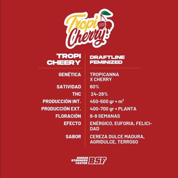 Semillas Tropi cherry x4 fem - bsf seeds - Imagen 2