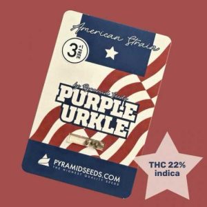 Semillas purple urkle fem x3+1 - pyramid seeds
