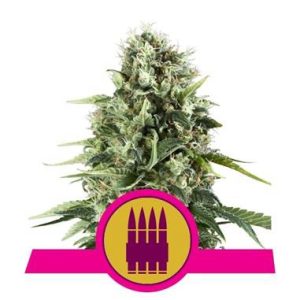 Semillas royal ak x1 feminizada - royal Queen seeds