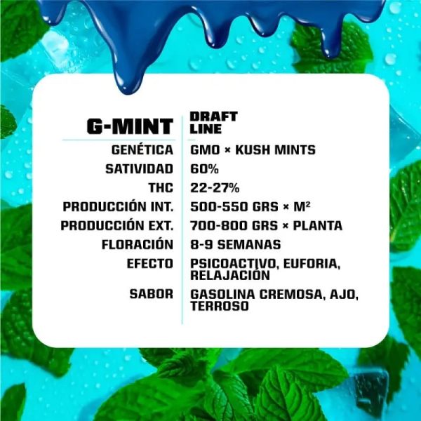 Semillas g-mint x4 fem - bsf seeds - Imagen 2