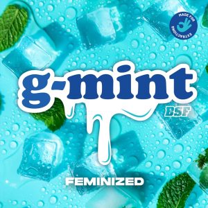 Semillas g-mint x4 fem - bsf seeds