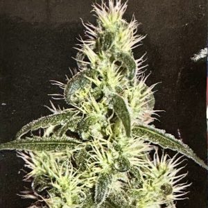 Semillas blizzard x5 fem - seedmakers