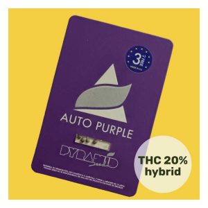 semillas auto purple 3+1 pyramid seeds