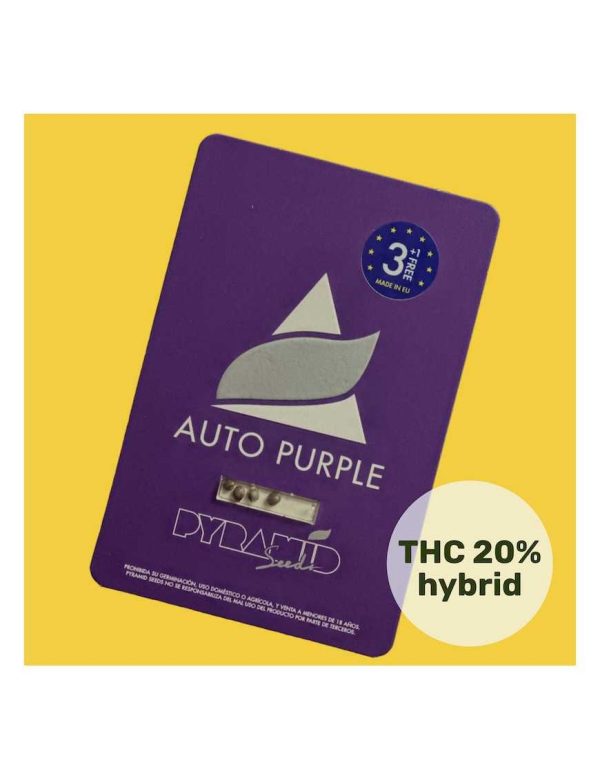 semillas auto purple 3+1 pyramid seeds
