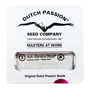 semilla banana blaze auto x7 - dutch passion