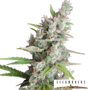 Semillas ak auto promo pack x5 seedmakers