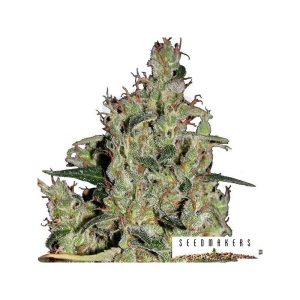 Semillas auto critical pack 5 - seedmaker