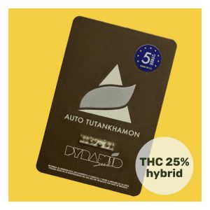 semillas tutankhamon auto x5+2 - pyramod seeds