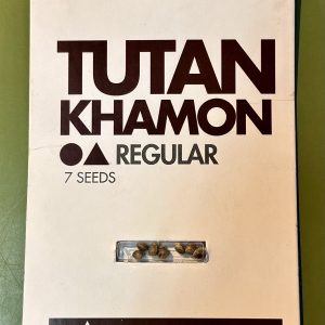 Semillas tutankhamon regular x7 - pyramid seeds
