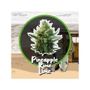 Semillas pineapple rime line auto x4 - delirium seeds