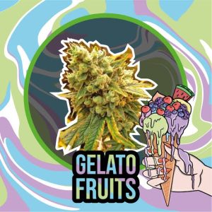 semillas gelato fruits x1 fem - delirium seeds