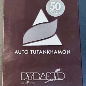 Semillas tutankhamon auto x50 - pyramid seeds