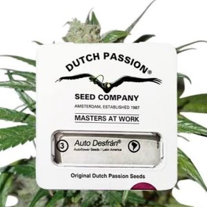 semillas desfran auto x3 - dutch passion