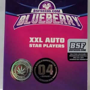 Semillas blueberry xxl x4 auto - bsf