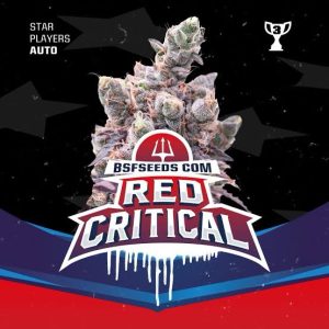 Semillas red critical x4 auto - bsf seeds