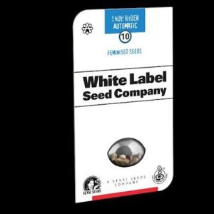 Semillas snow Ryder 3+1 auto - white label