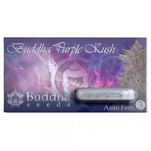Semillas Buddha purple kush auto x3 - Buddha seeds