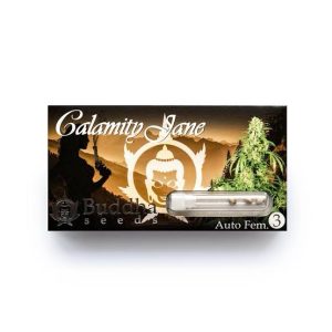 Semillas calamity Jane x3 auto Buddha seeds