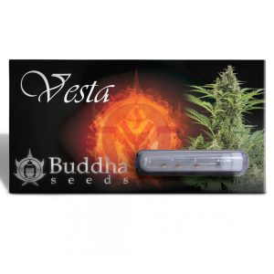 Semillas vesta auto x3 Buddha seeds