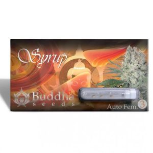 Semillas syrup auto x3 Buddha seeds