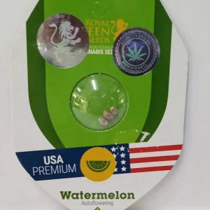 Semillas watermelon auto x3 - royal Queen seeds